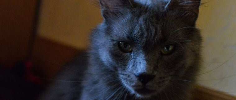 chat Nebelung